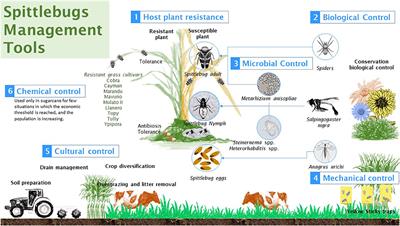 Spittlebugs (Hemiptera: Cercopidae): Integrated Pest Management on Gramineous Crops in the Neotropical Ecozone